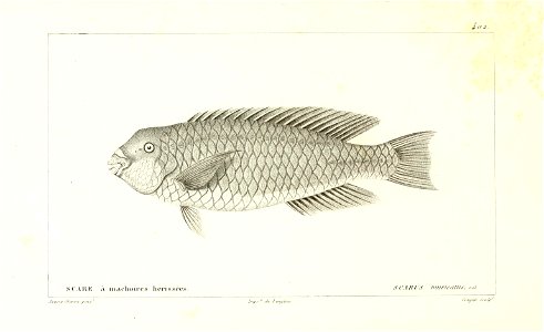n136_w1150