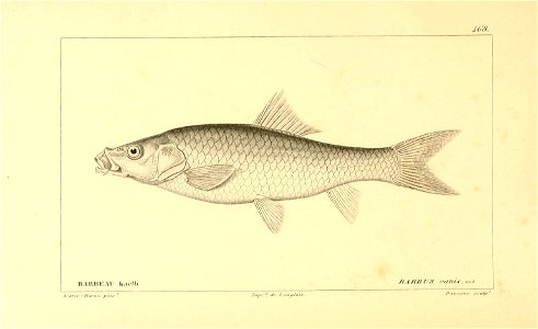 n262_w1150