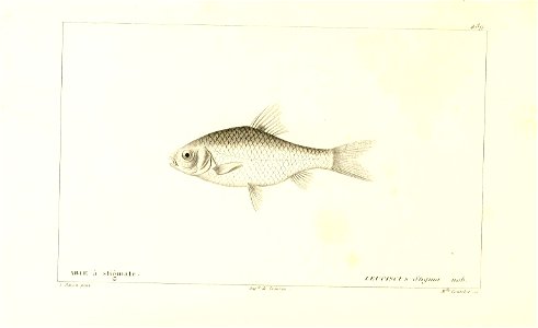 n306_w1150