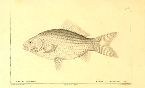 n246_w1150