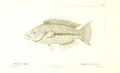 n126_w1150