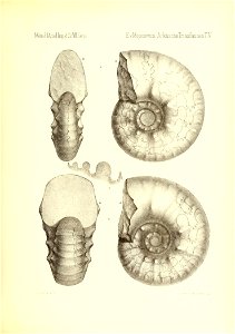 n786_w1150