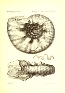 n782_w1150