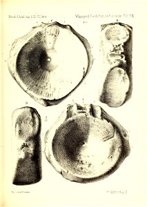 n388_w1150
