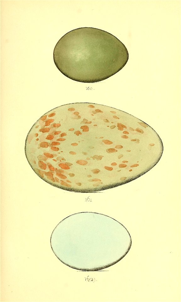 n216_w1150