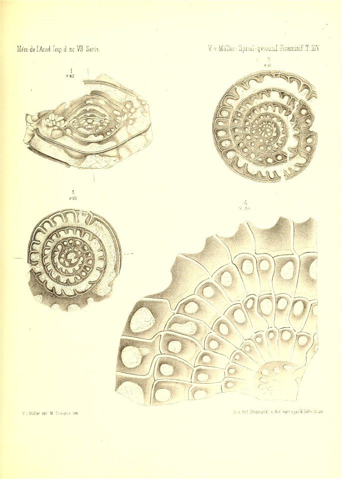 n914_w1150