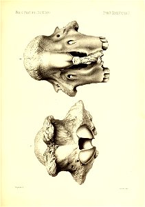 n484_w1150