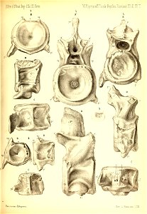 n556_w1150