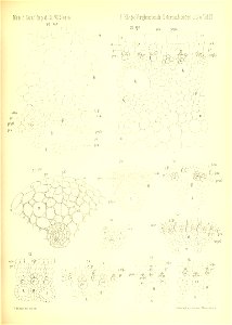 n806_w1150