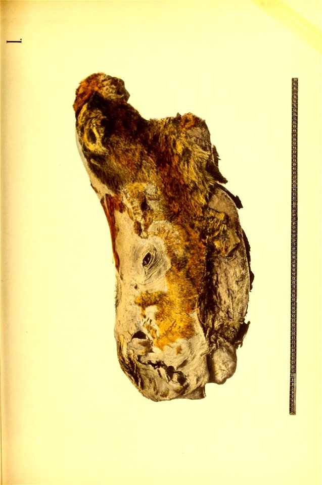 n610_w1150