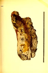 n610_w1150