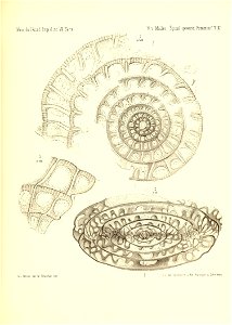 n908_w1150
