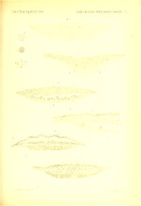 n884_w1150