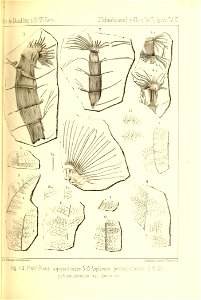 n292_w1150