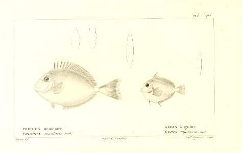 n270_w1150