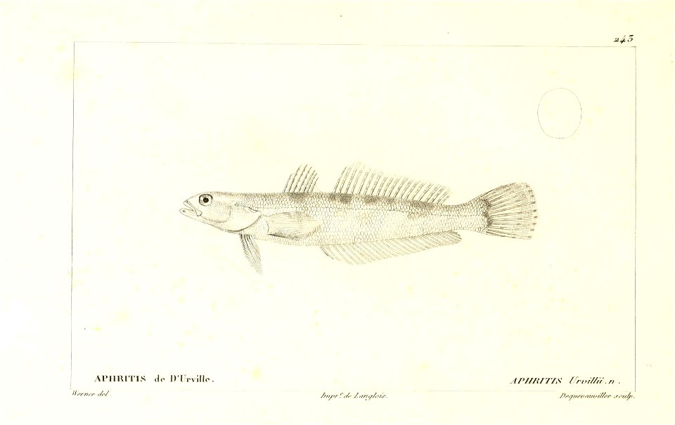 n172_w1150