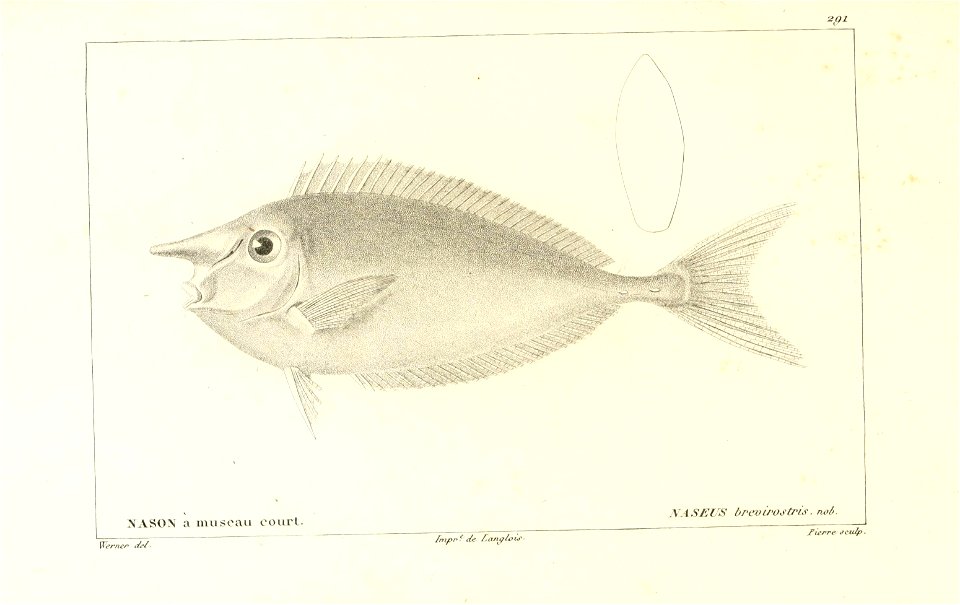 n264_w1150