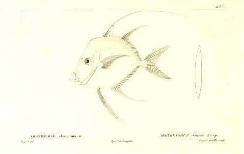 n196_w1150