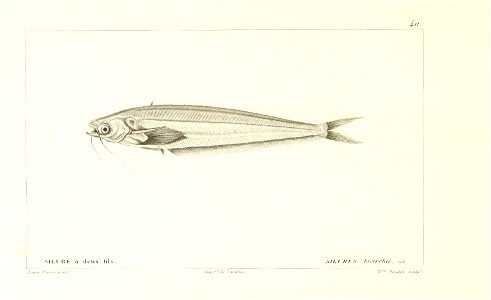n154_w1150