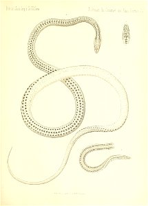 n532_w1150