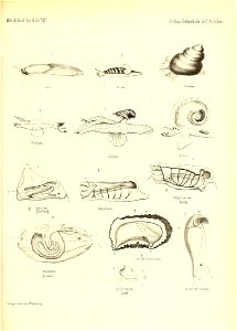 n856_w1150