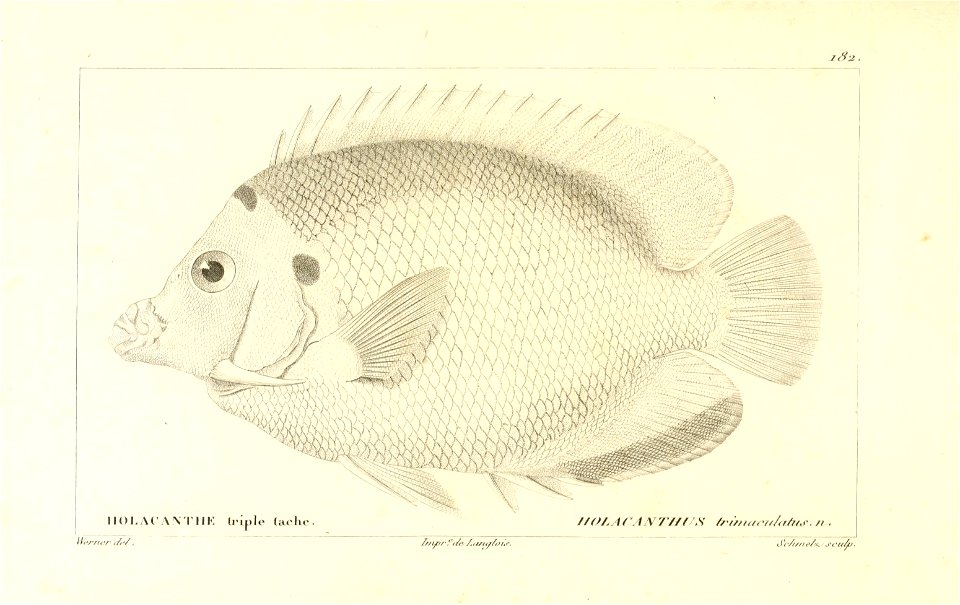 n56_w1150