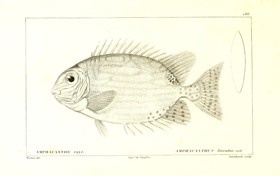 n254_w1150