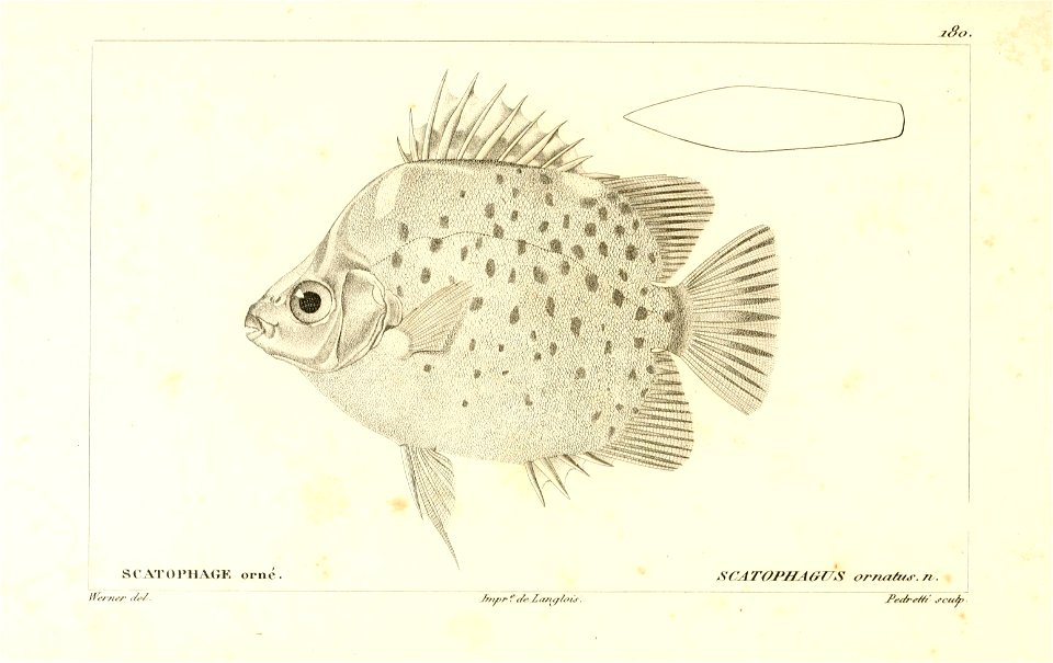 n52_w1150