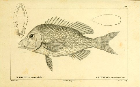 n296_w1150
