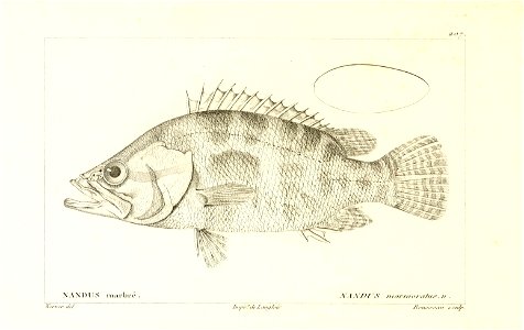 n106_w1150