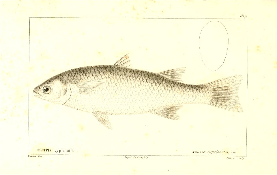 n306_w1150