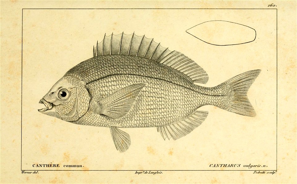 n300_w1150