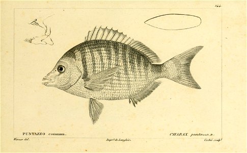 n268_w1150
