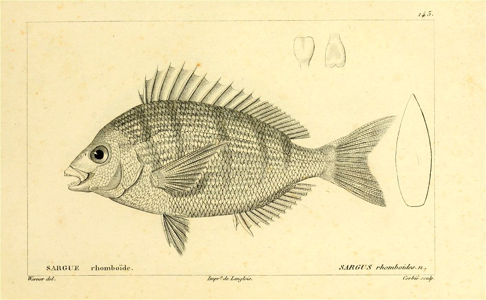 n266_w1150