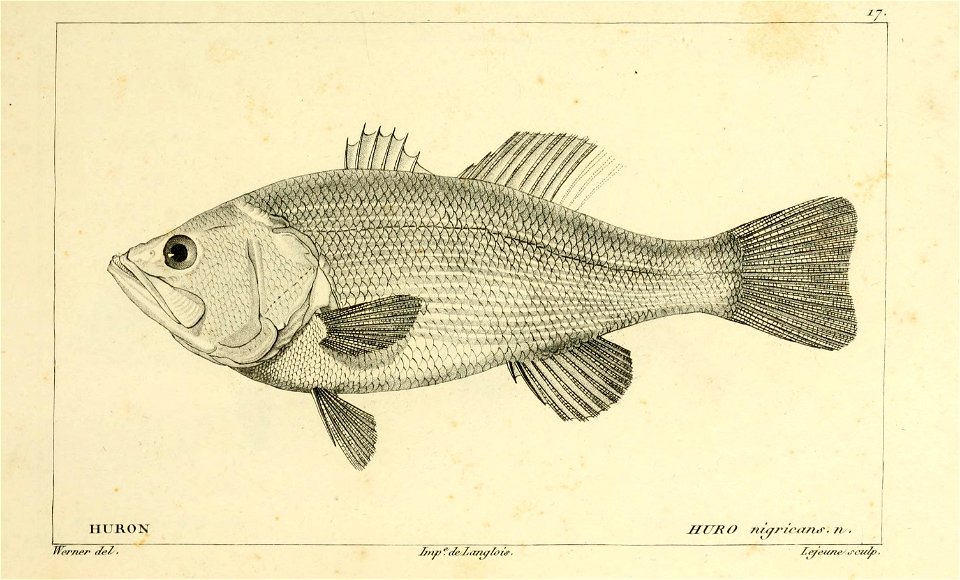 n20_w1150