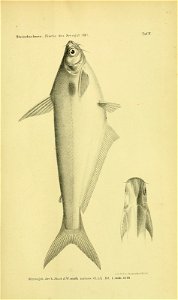 n1192_w1150
