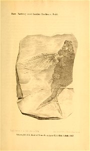 n914_w1150