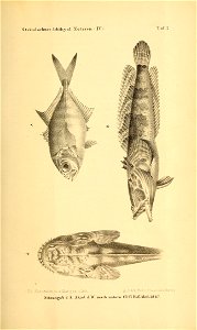 n638_w1150