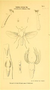 n682_w1150