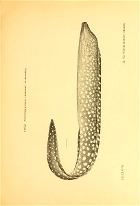 n66_w1150