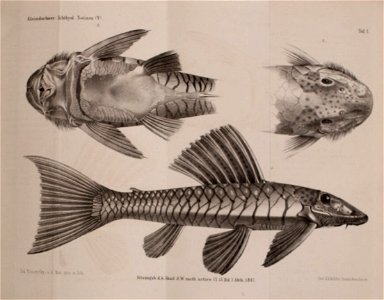 n898_w1150