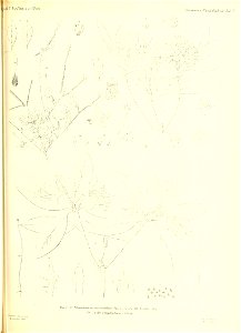 n506_w1150