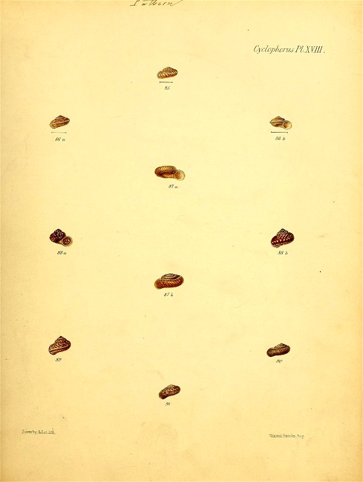 n368_w1150
