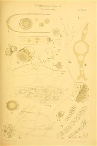 n136_w1150