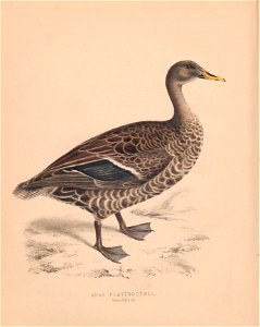 n417_w1150
