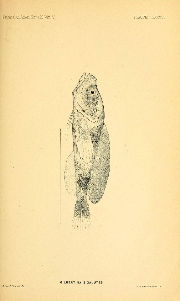 n106_w1150