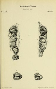 n680_w1150