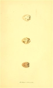 n128_w1150