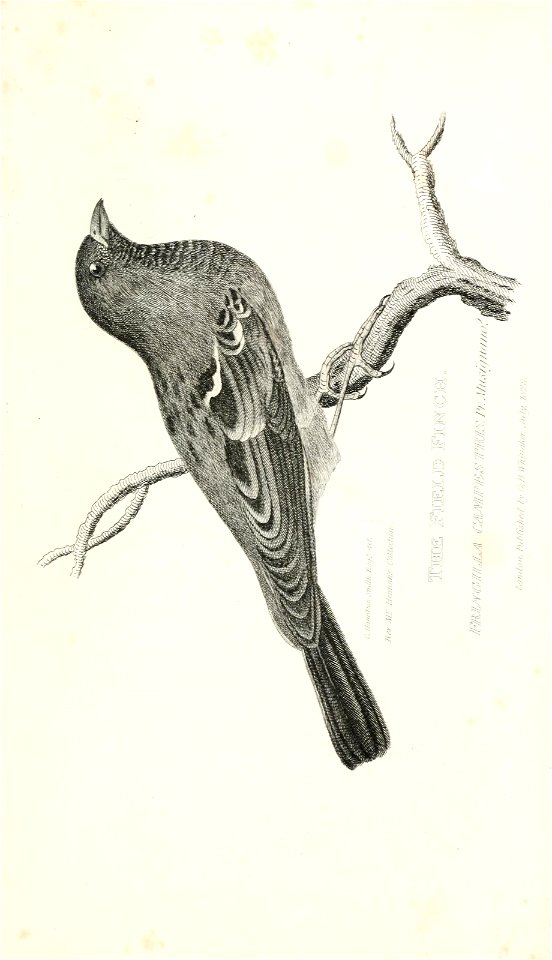 n656_w1150