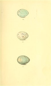 n52_w1150